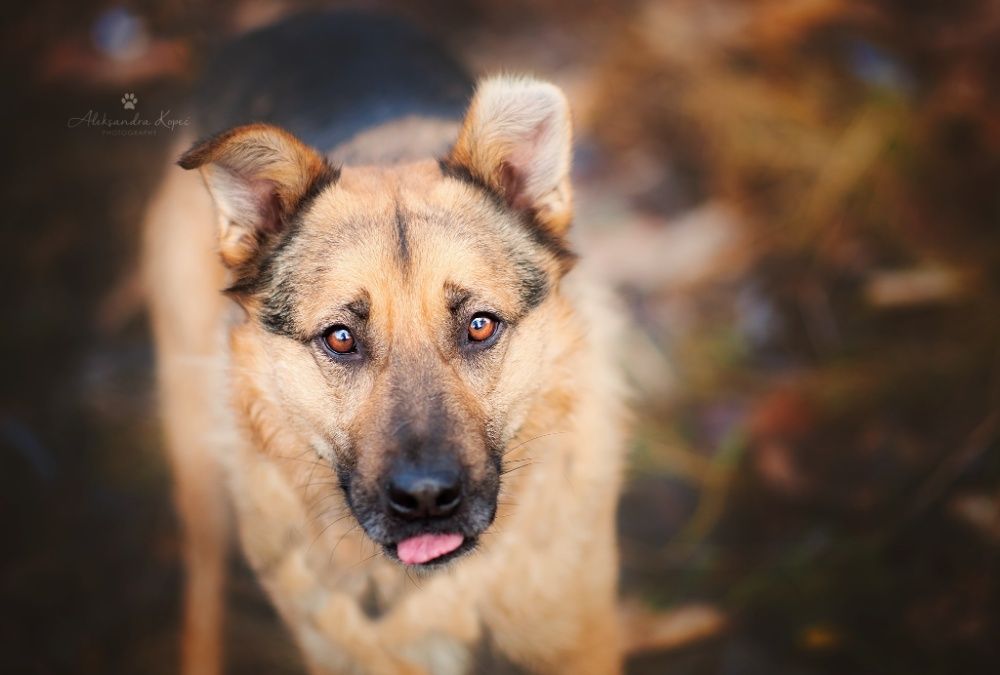 owczarek Bobik 10 lat