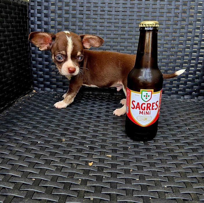 Chihuahua Macho cor Chocolate bem pequenino