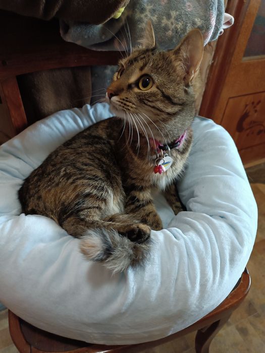 Лежак для домашніх тварин з подушкою 48х40 см