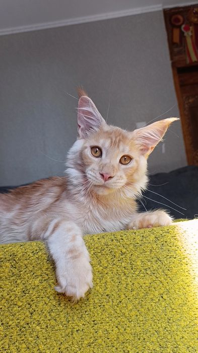 Котик породы Мейн Кун
