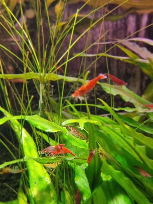 Sprzedam krewetki mixy