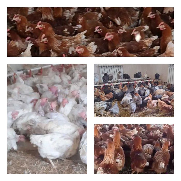 Продам кури несушки! Доставка безкоштовна. Солоне!