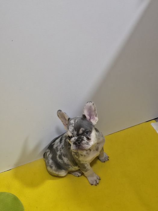 Дві красуні генні на флаффі