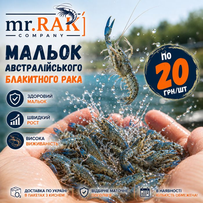 Мальок Австралійського блакитного рака