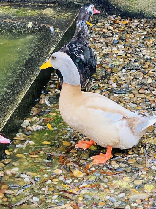 Patos / canard orpington.