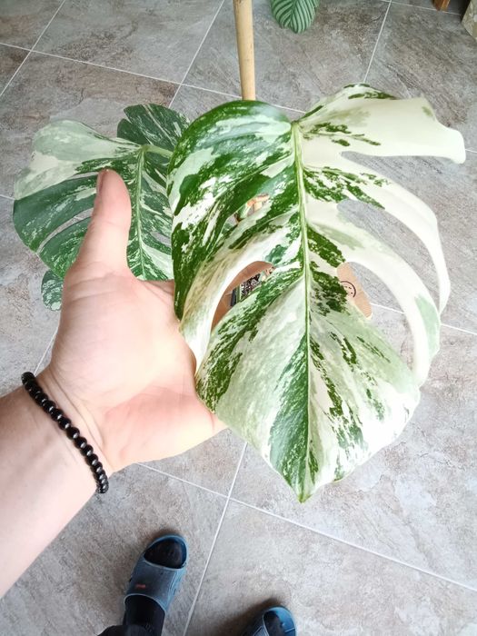 monstera variegata