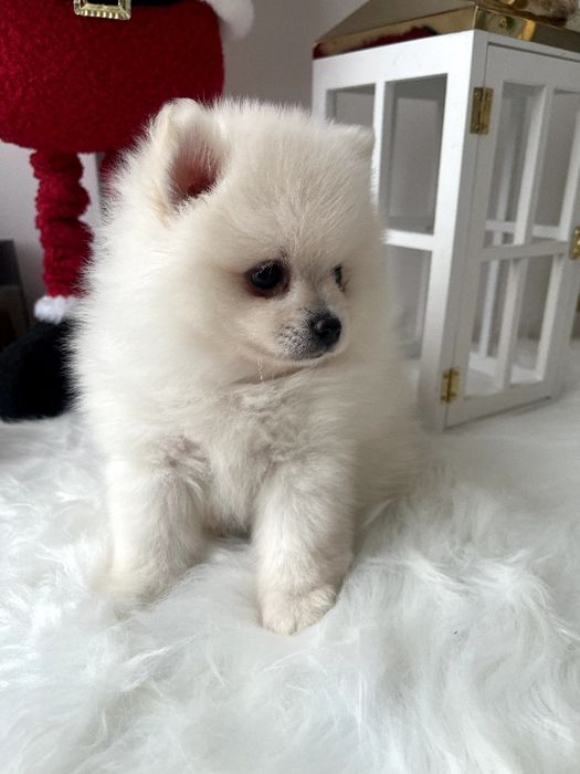 Померанські шпіци — 3 пухнастих друзів шукають новий дім