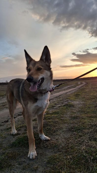 Віддам молоду стерилізовану собаку