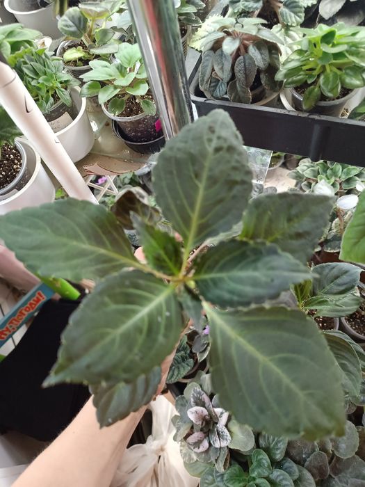 Бальзамін махровий