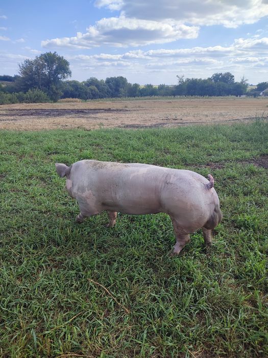 Спермодози, сім'я племінних кнурів.