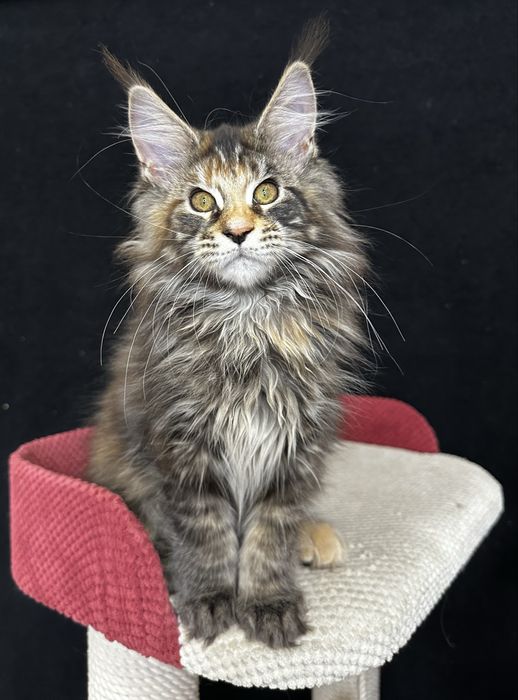 Котята Мaine Coon