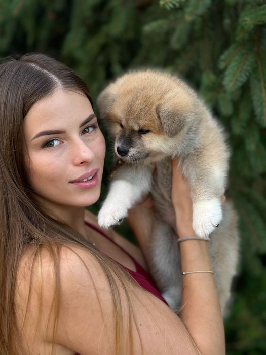 Акіта , акіта іну , японська акіта з міжнародної годівлі FCI