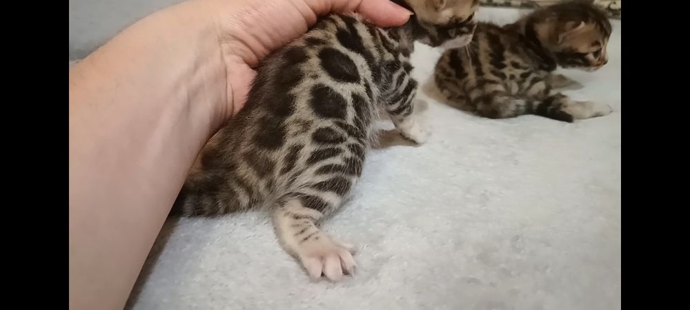 Бенгальские котята, бенгальські кошенята, бенгали