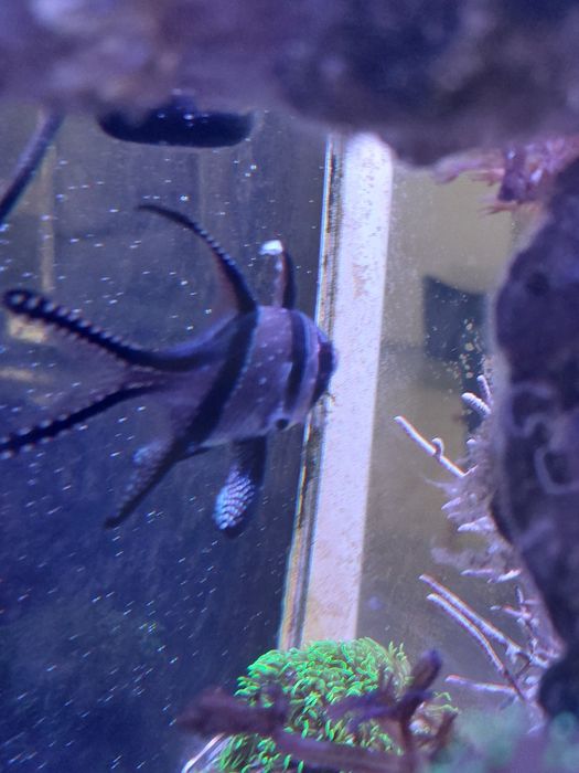 Pterapogon kauderni akwarium morskie rybka morska