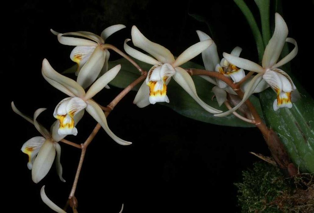Orquídea mijona/ de colar