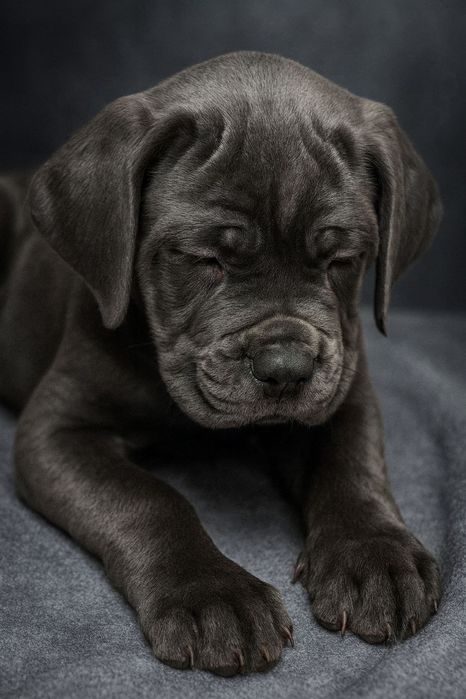 Кане корсо щенки