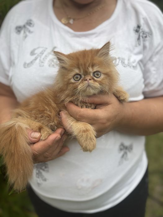 Gatinho persa lindo amarlinho