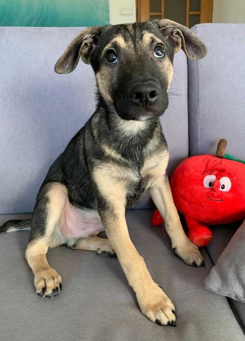 Frodo pogodny i czuły szczeniak