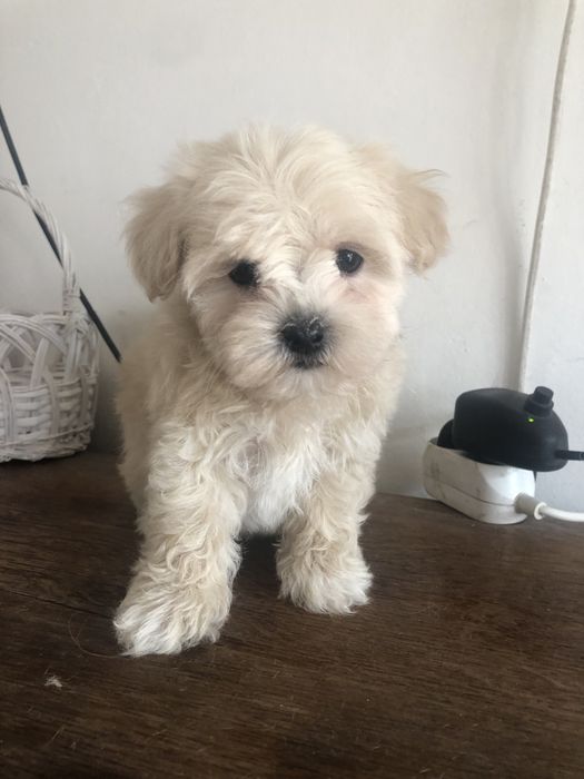 Maltipoo piesek okazja !