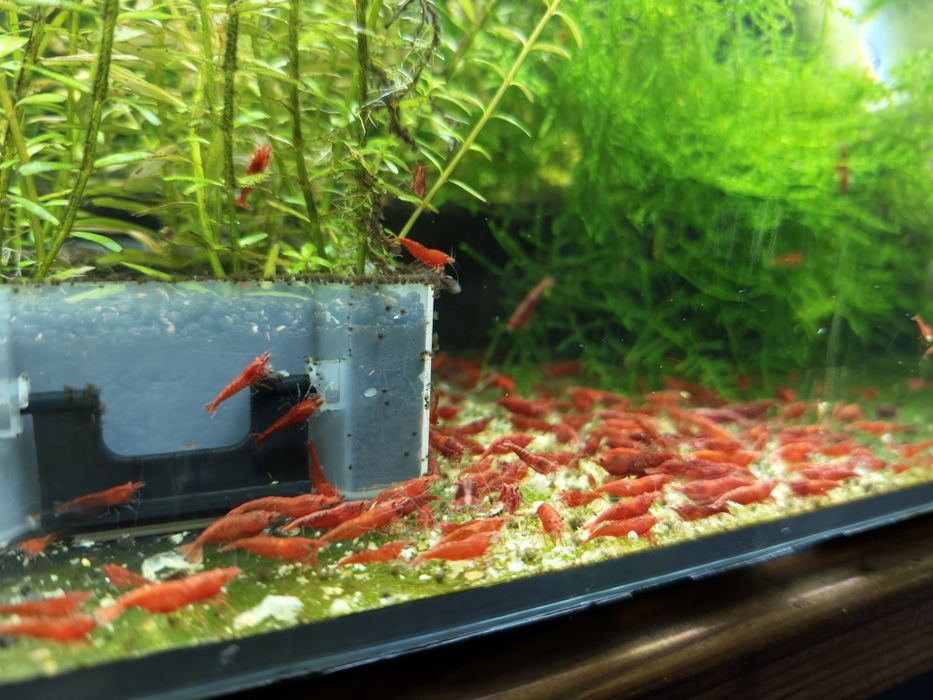 Krewetki neocaridina Sakura Red