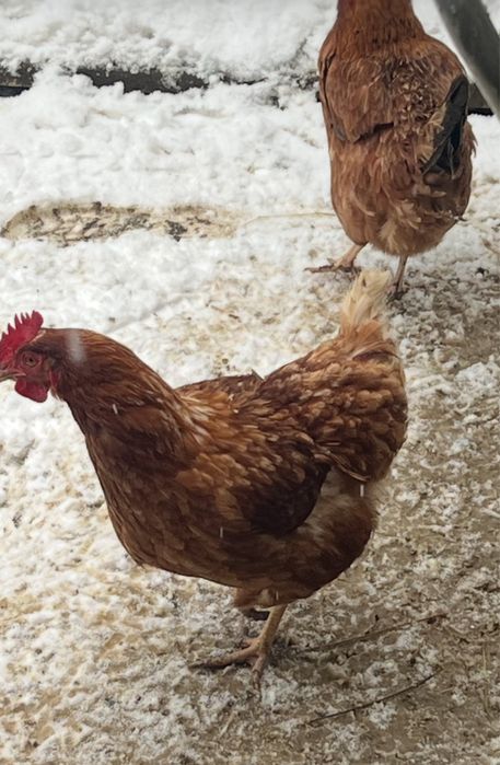 Продаю ікубаційні яйця курей мясояєчних порід