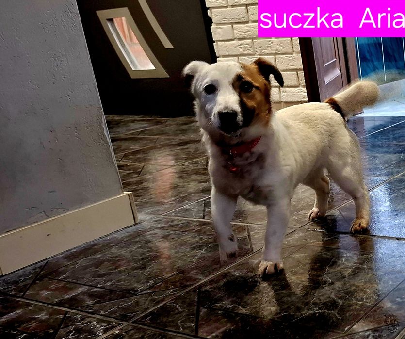 Suczka 17m - cy JRT krótkie nóżki Rodzice WHODOWLI