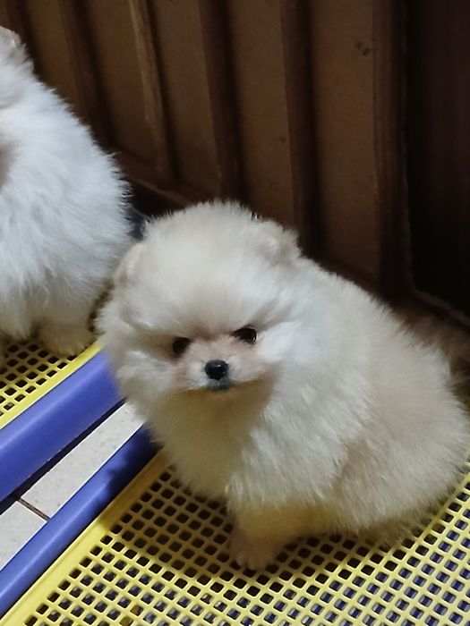 Чудові дітки померанського шпіца