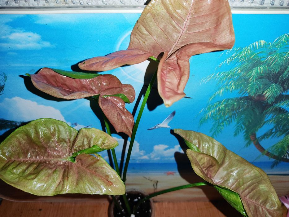 сингониумы  25 сортов, клубничный лед и др