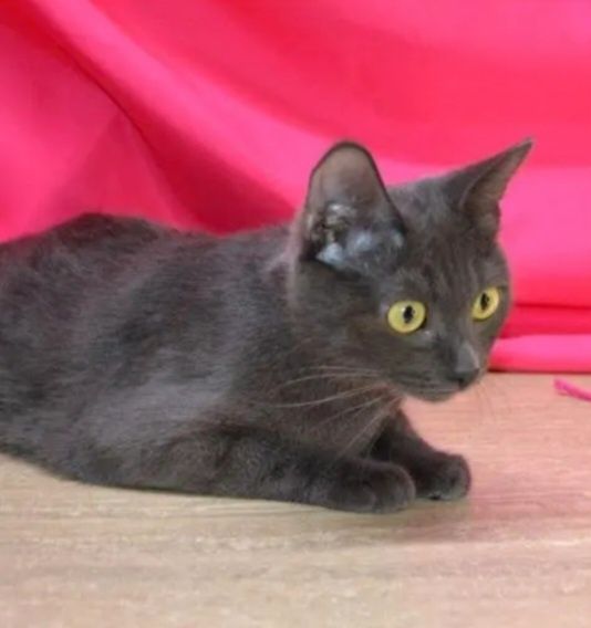 Отдам даром в добрые руки серую кошечку метис британской породы