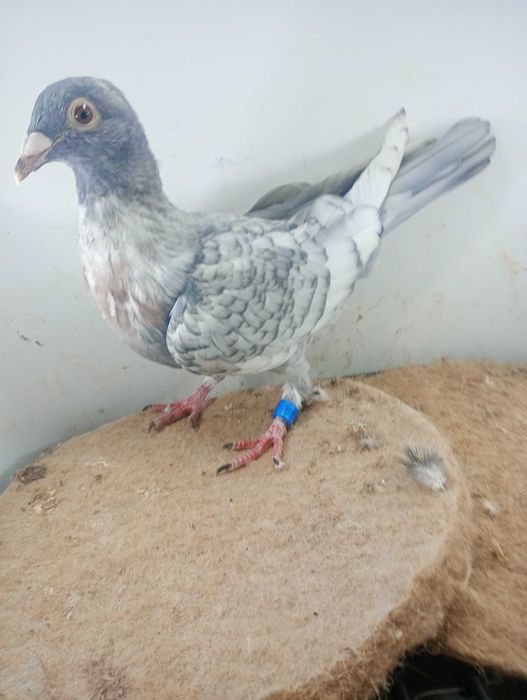 Gołębie pocztowe reduced samce i samice