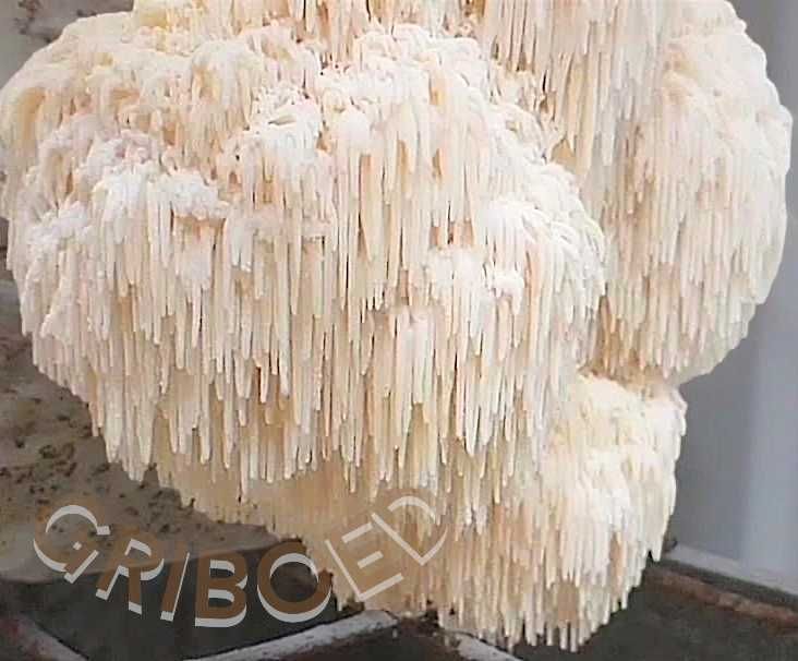 240 капсул (2 банки) ЕЖЕВИКА ГРЕБЕНЧАТОГО - двухмесячный курс!