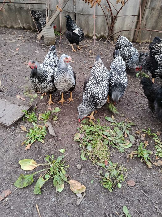 Інкубаційне яйце віандот срібло