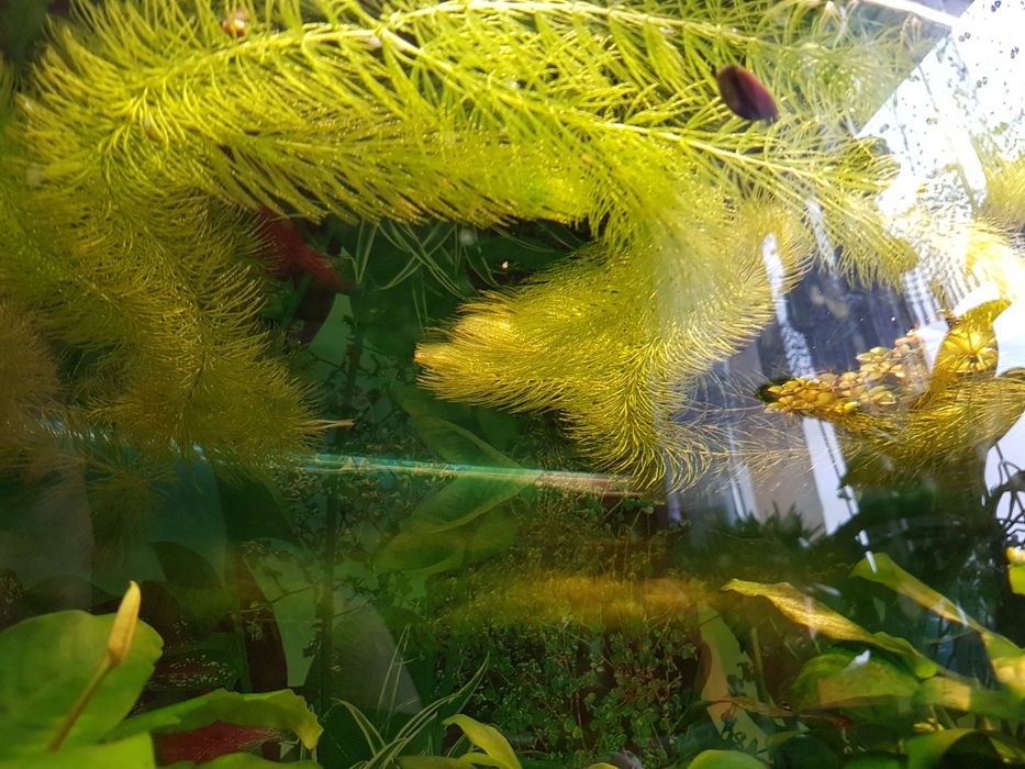 Roślinka akwariowa anubias wolnorosnaca..