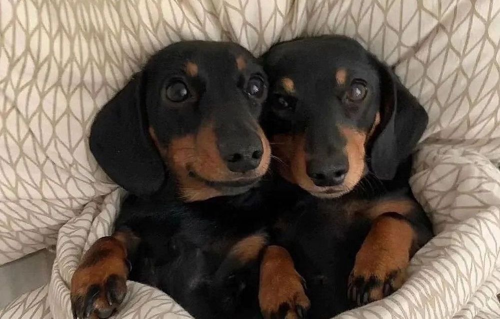 Хлопчики 3 місяці є дві вакцині