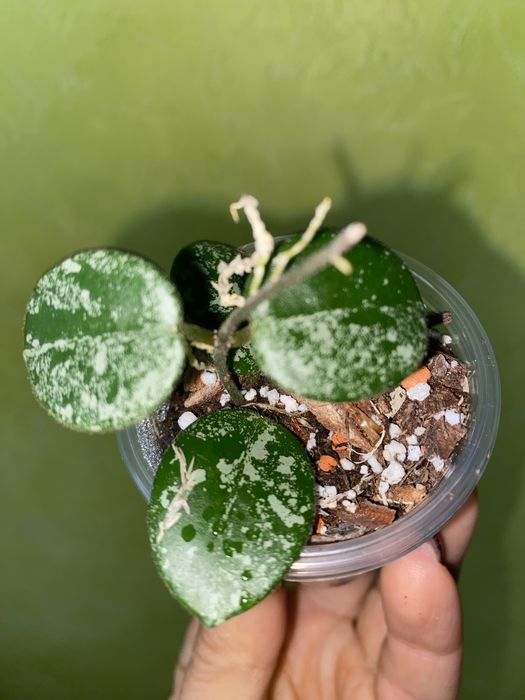 Вкорінені хойі Liza,Mathilda,,Lacunosa  та вн