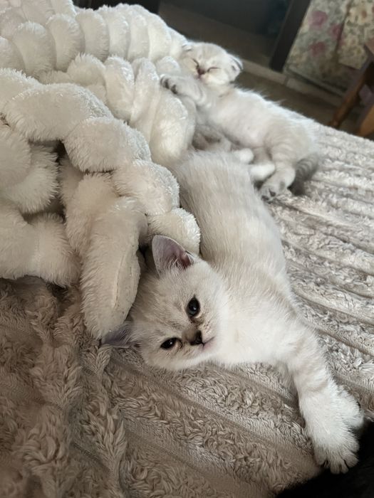 Шотландські кошенята