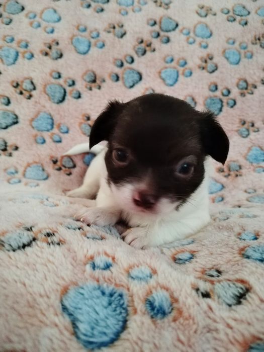 Macho Chihuahua chocolate e branco  pêlo comprido