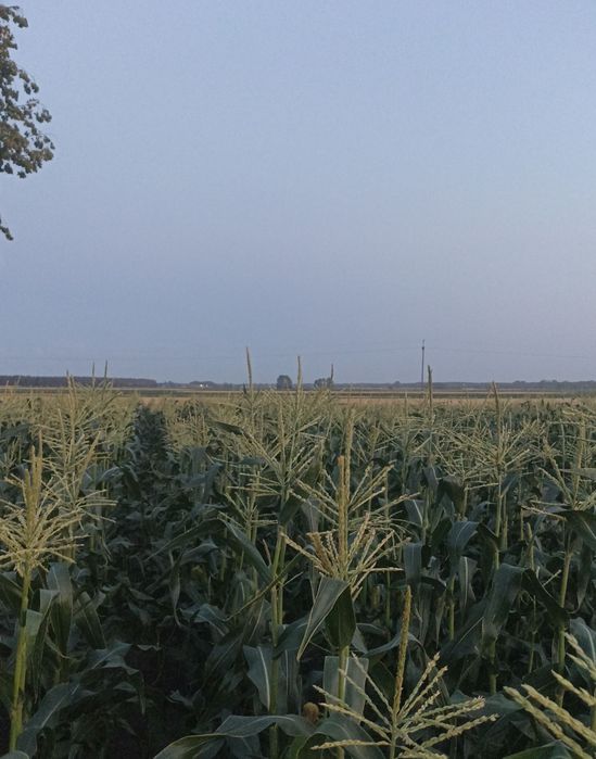 Kukurydza cukrowa, słodka, jadalna