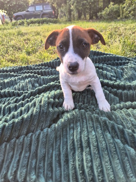 Szczeniak Jack Russell Terrier