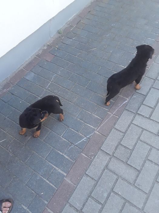 Rottweiler szczeniaki