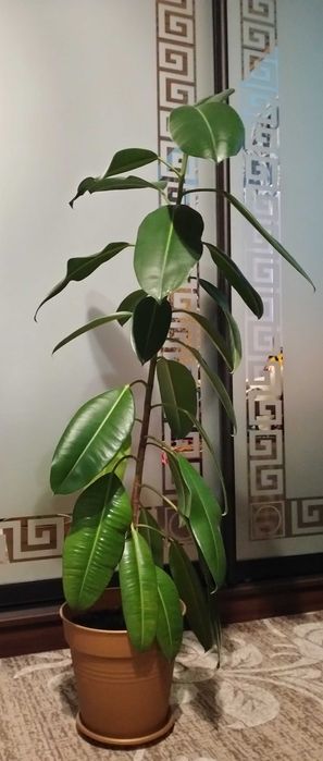 Продаю Фікус робуста