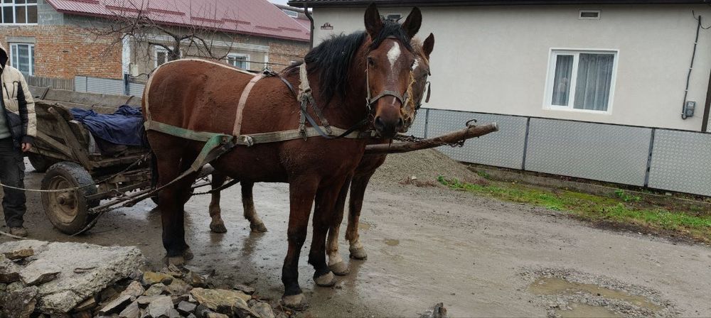 Продам пару коней