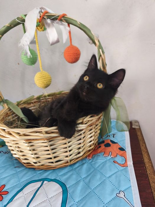 Котята в хорошие руки