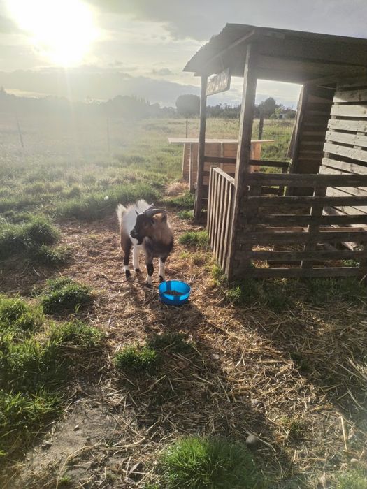 Bode anão com 1 ano e meio