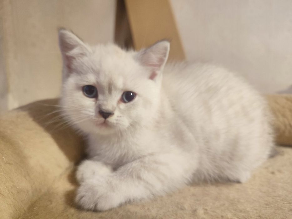 Шотланский прямоухий вязка(блю поинт)