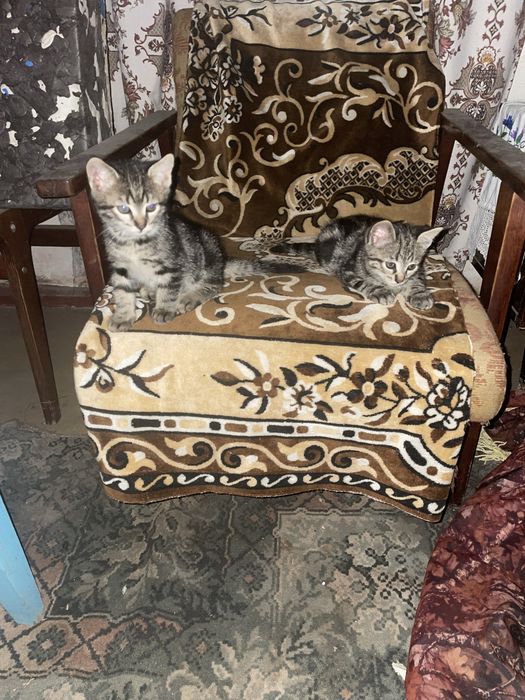 Маленькі красуні шукають гарну, люблячу родину.