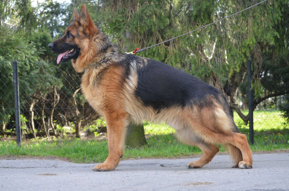 Owczarek Niemiecki Krótkowłosy SPRZEDAŻ!