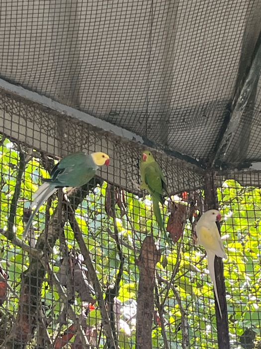 Aves Ring Neck e Aratinga Áurea