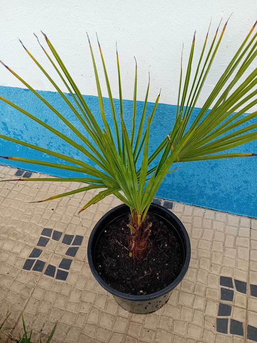 Palmeira moinho de vento Trachycarpus Fortunei