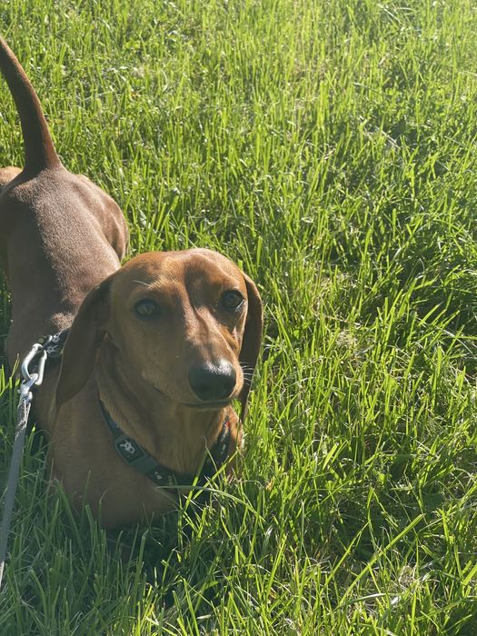 Хлопчик такса шукає дівчину для вязки ( МИ заплатимо)